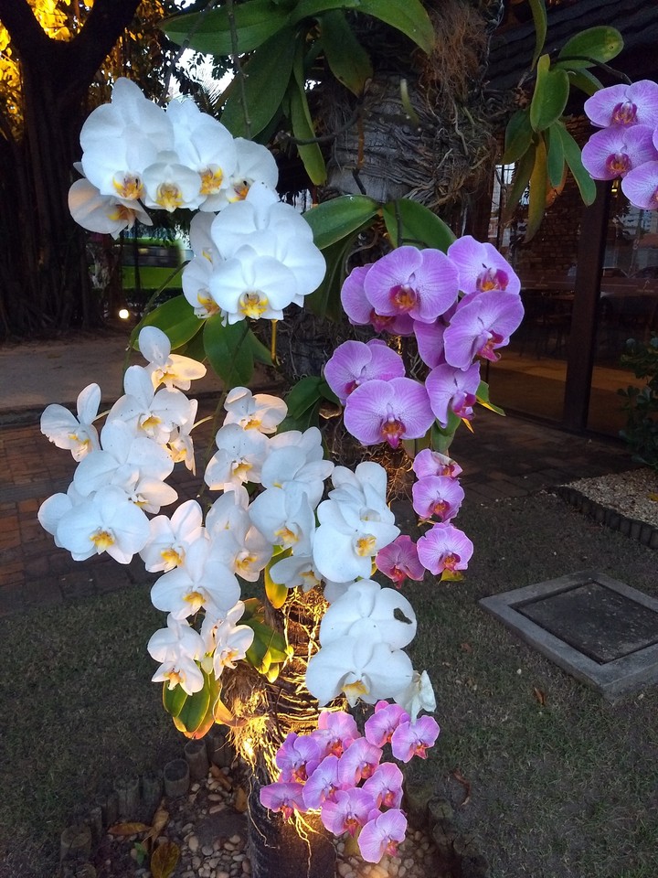 Lindas orquídeas