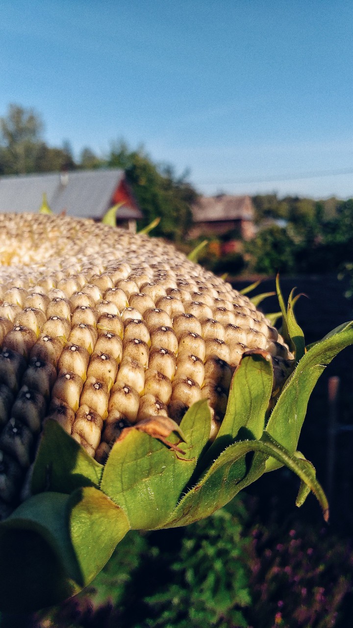 Sunflower big