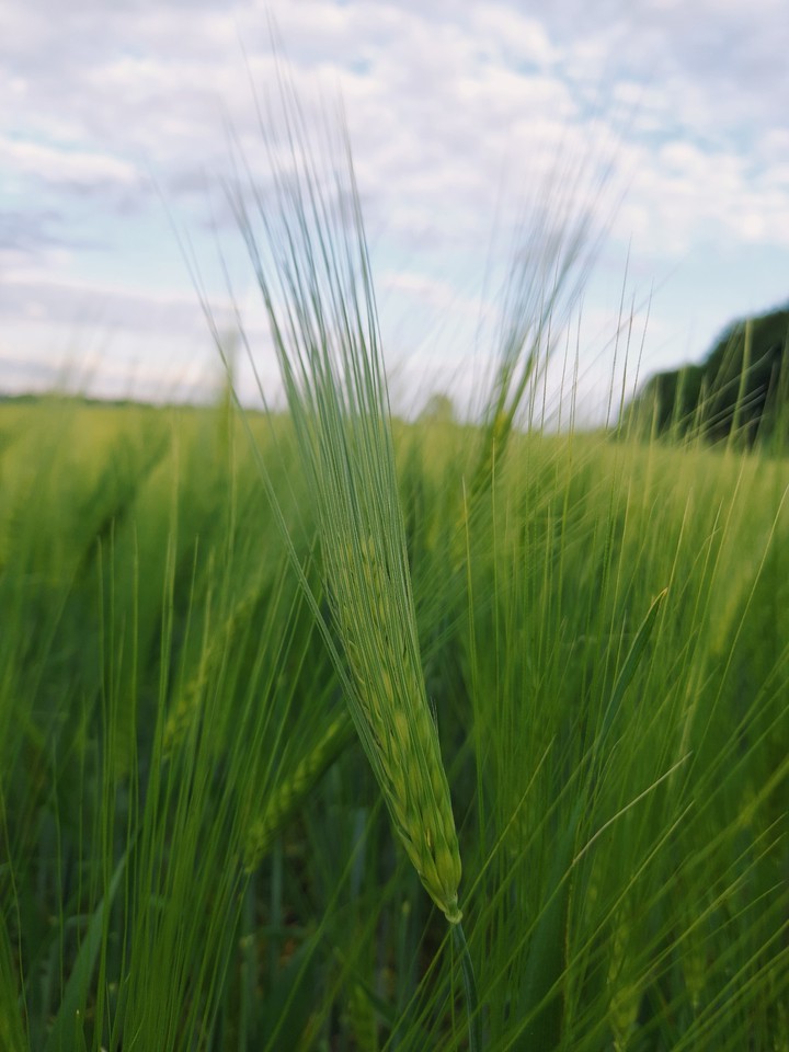 wheat