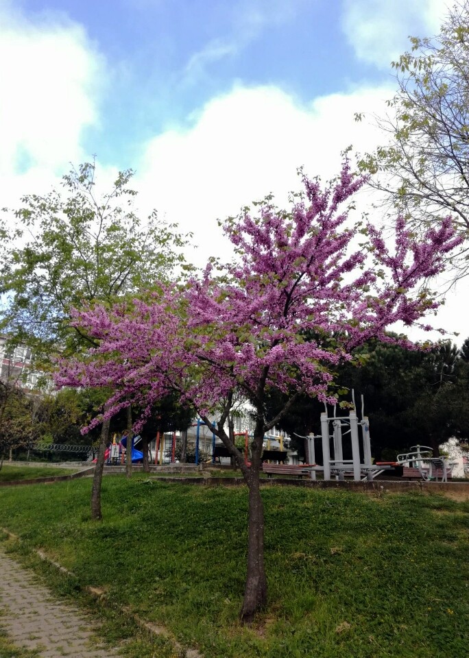 ağaç