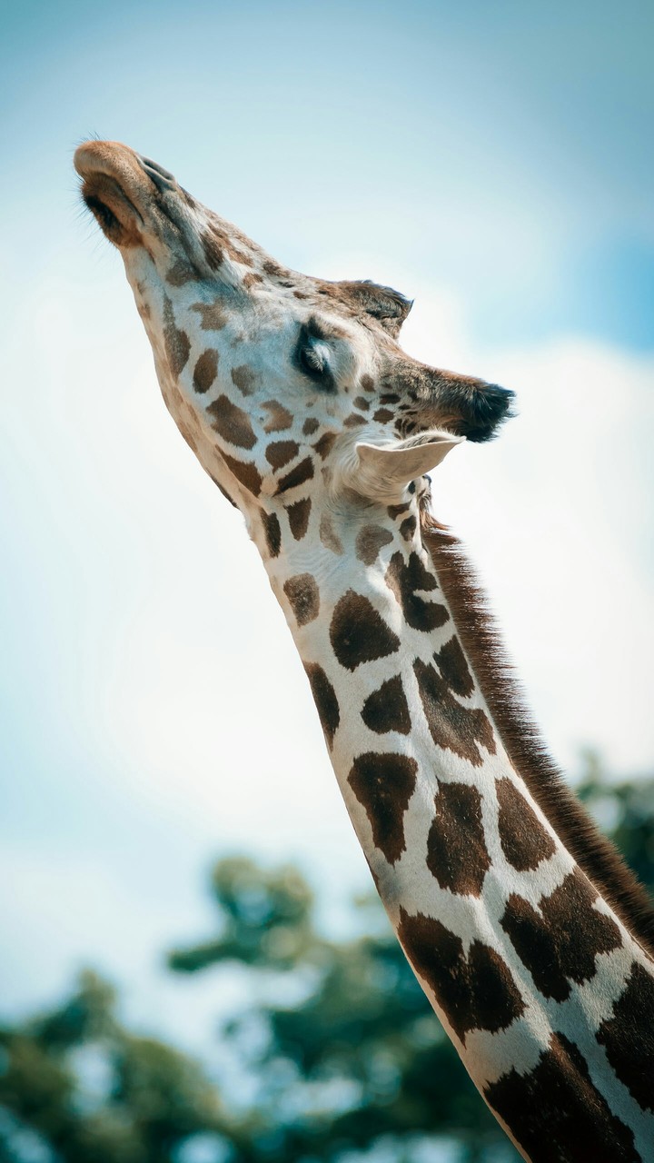 giraffe