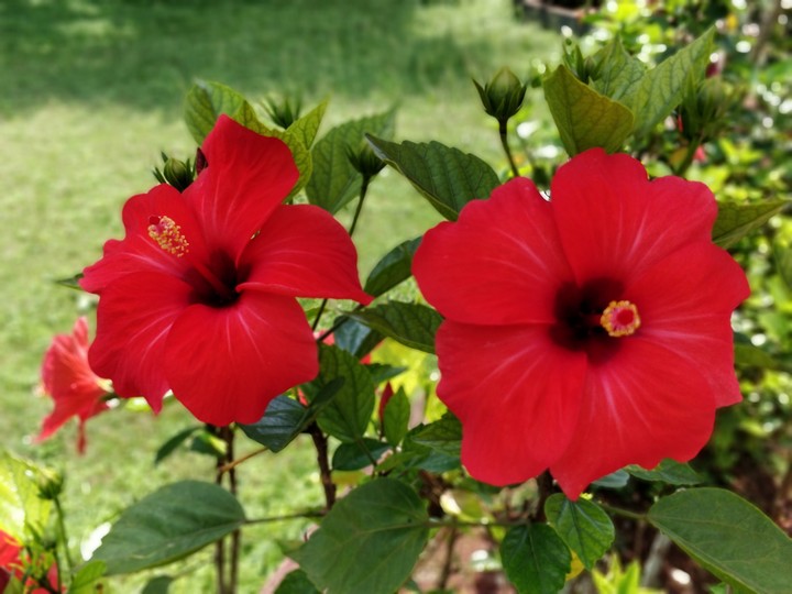 Gorgeous China Rose