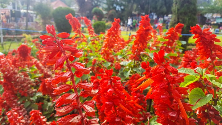red flowers