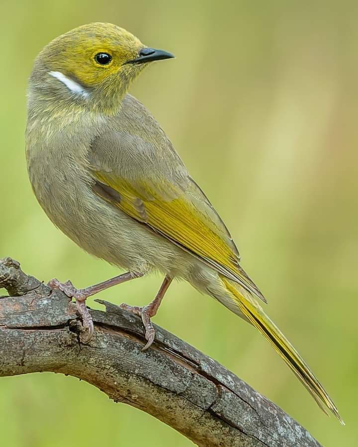 bird