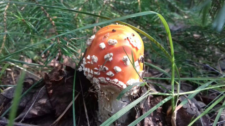 mushroom