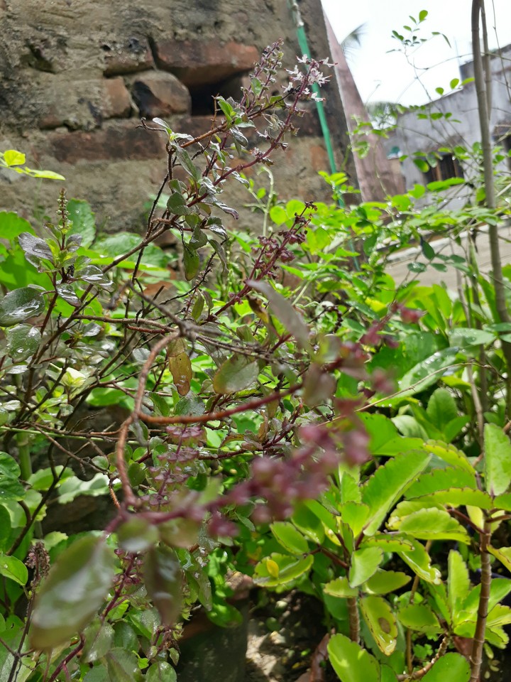 Plants