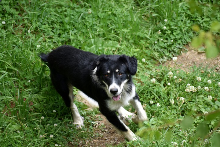 #Dog