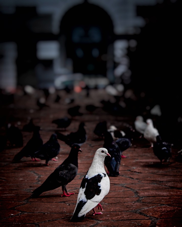 Bird