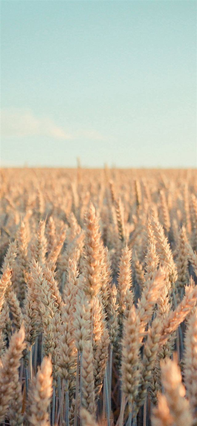Wheat