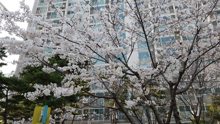 벚꽃
