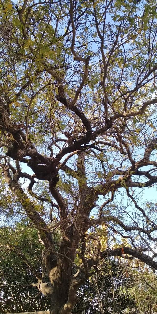 tree