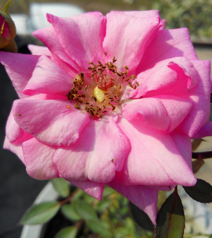 Pink Rose