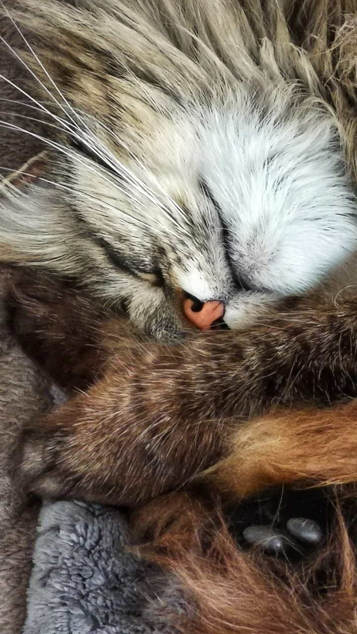 Nala my cat?