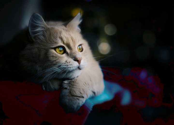 tiere