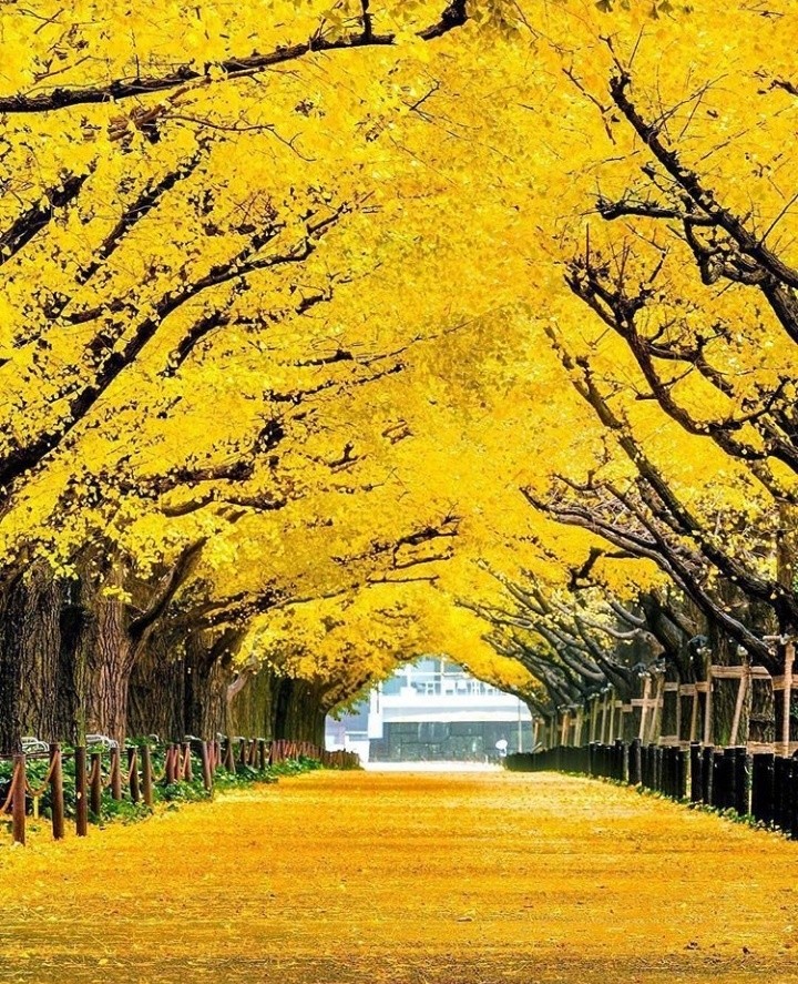 yellow color is so beautiful
