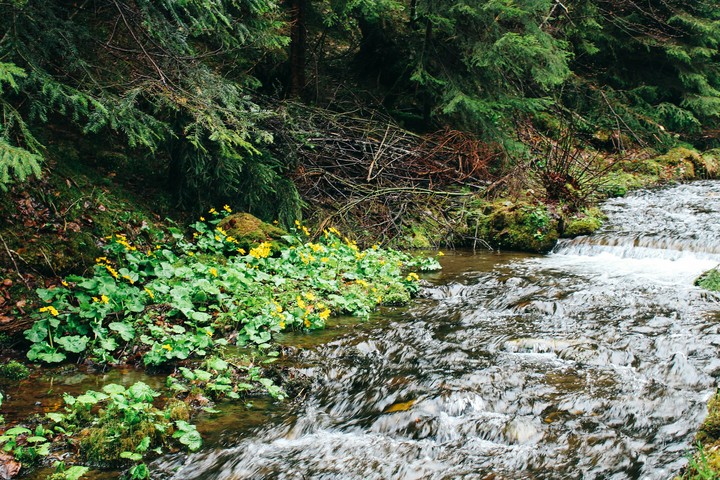 flowers in the forest