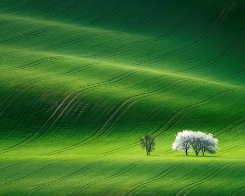 sfondi Field, plain