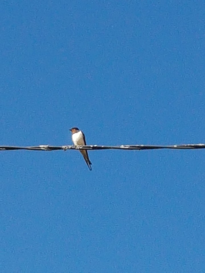 hirondelle