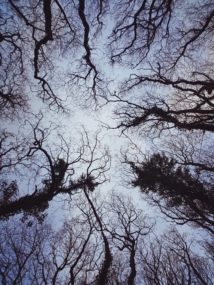 trees