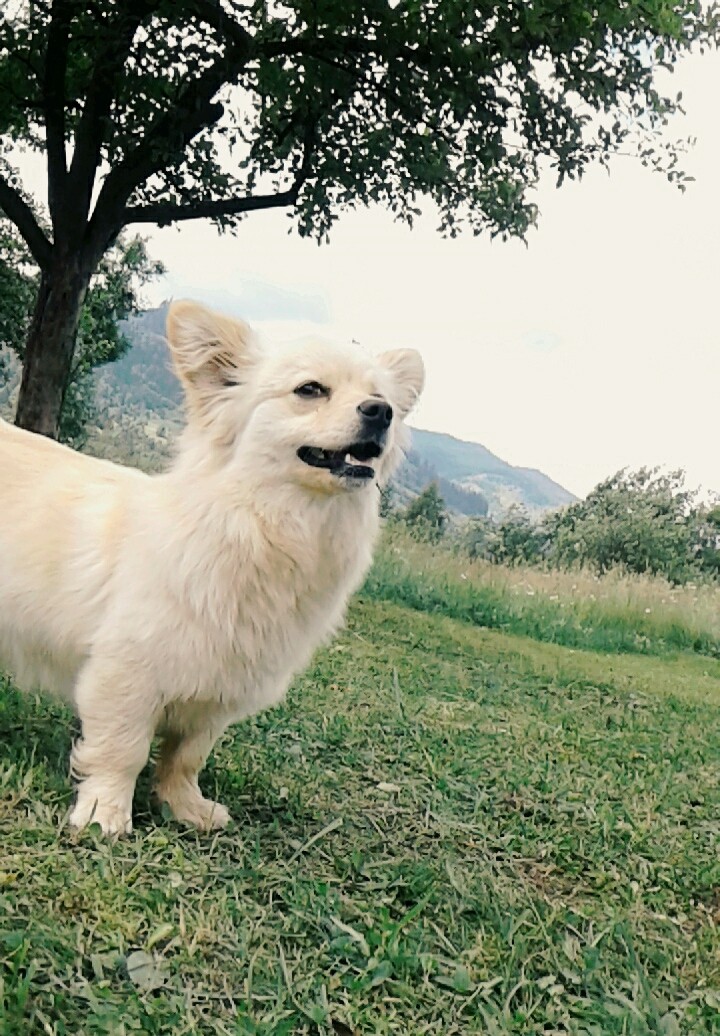 Roxy