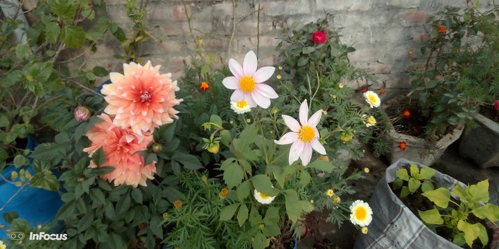 flowers