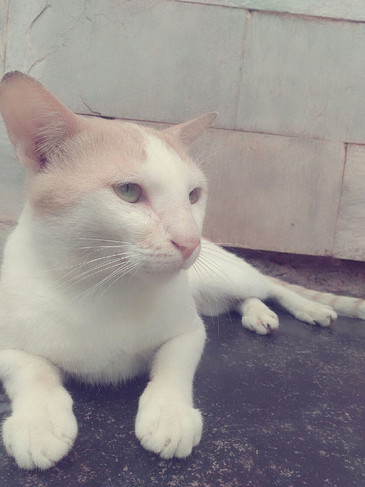 cute cat hello kitty