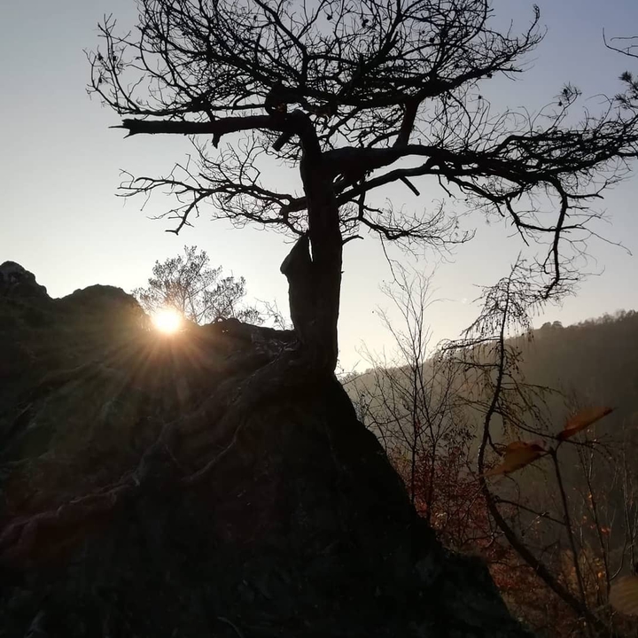 Tree on rock