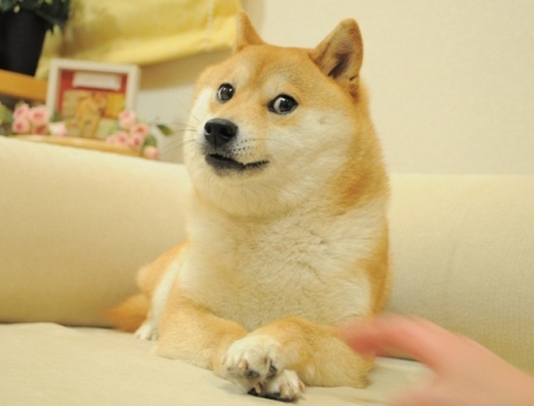 shiba