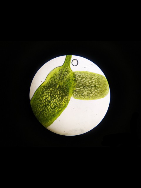 foglie al microscopio
