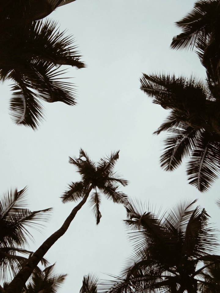 Palms