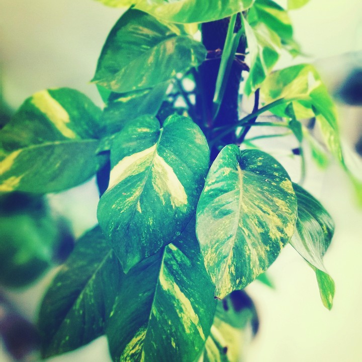 plant