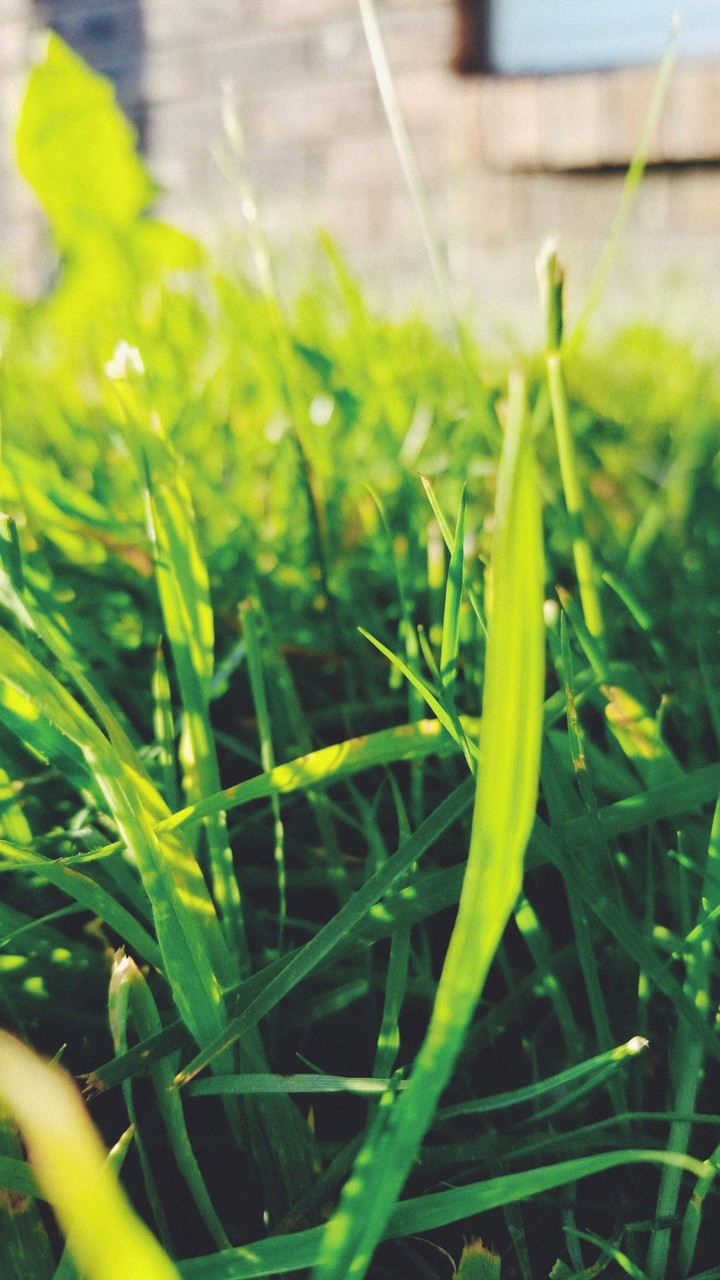 spring grass