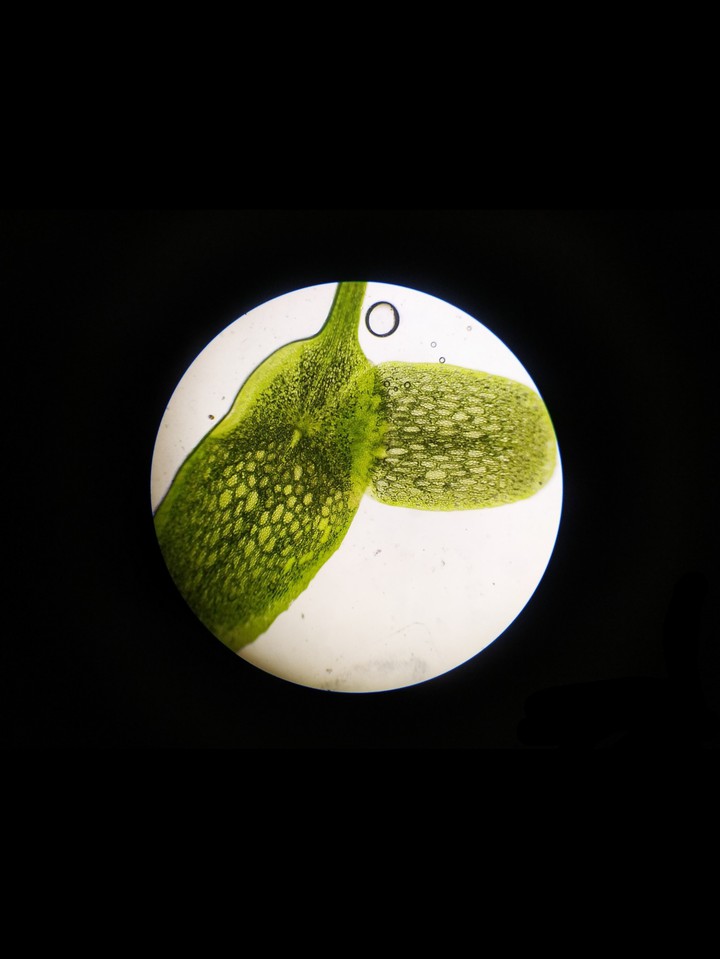 foglie al microscopio