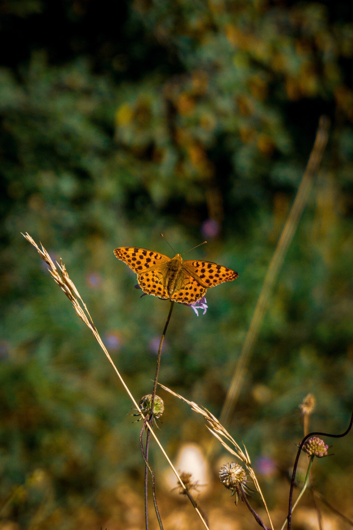 Butterfly
