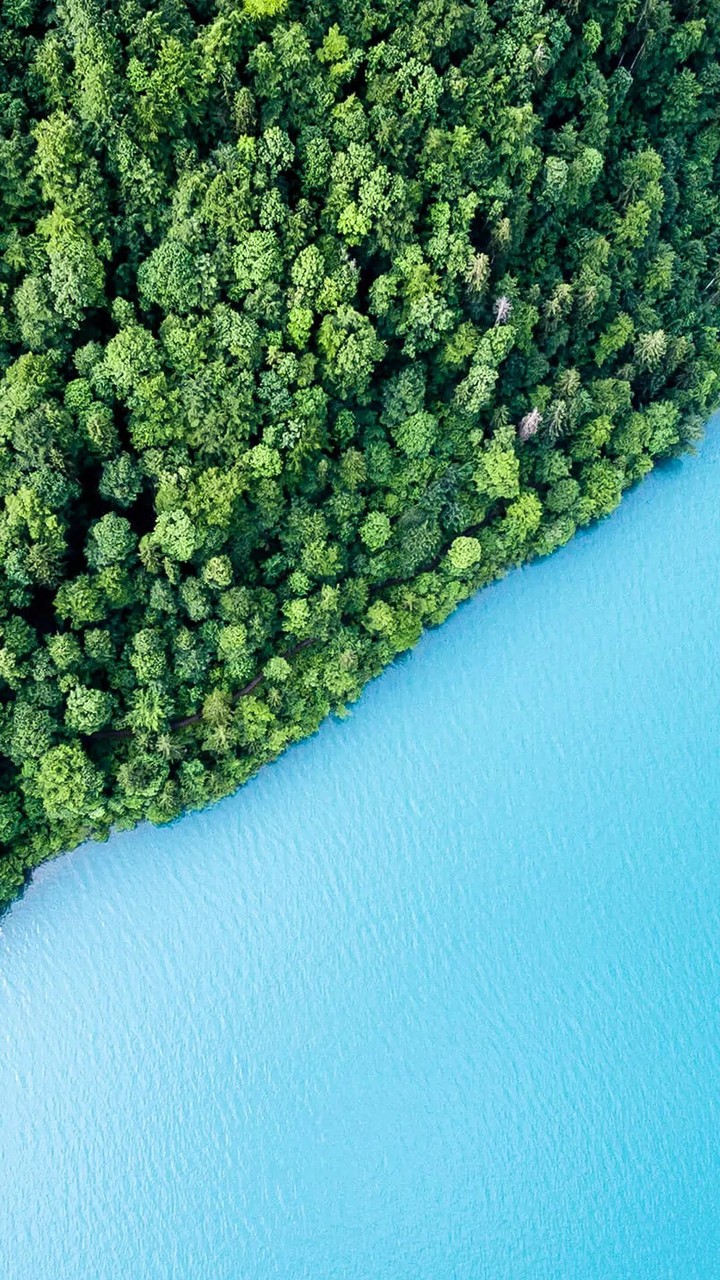 Forest & Sea