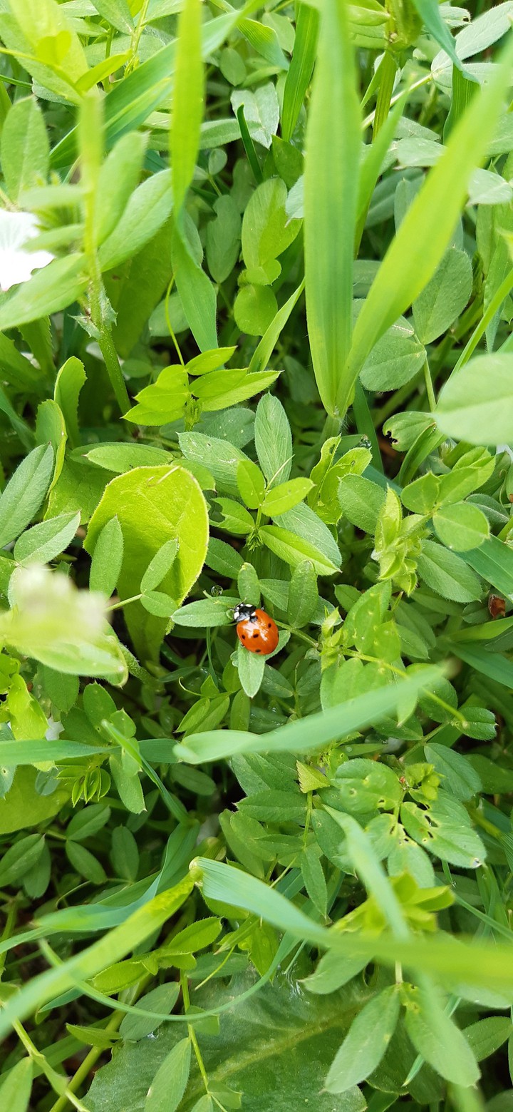 Lovely little one