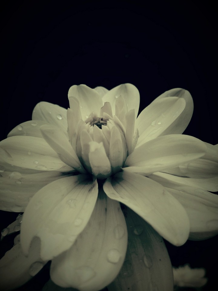 belle fleur blanche