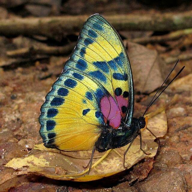 Mariposa