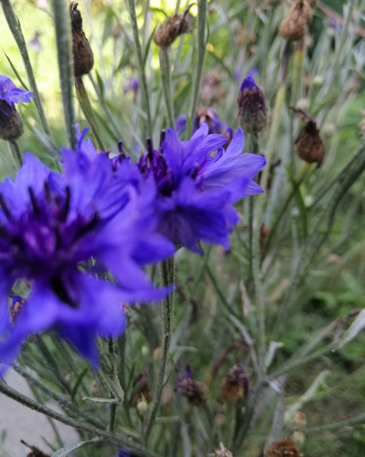Nature♥️