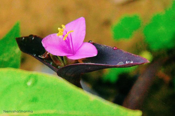 Flower