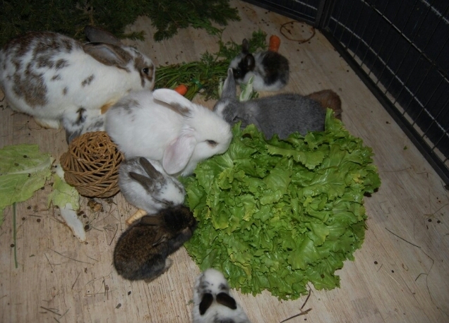 Tiere