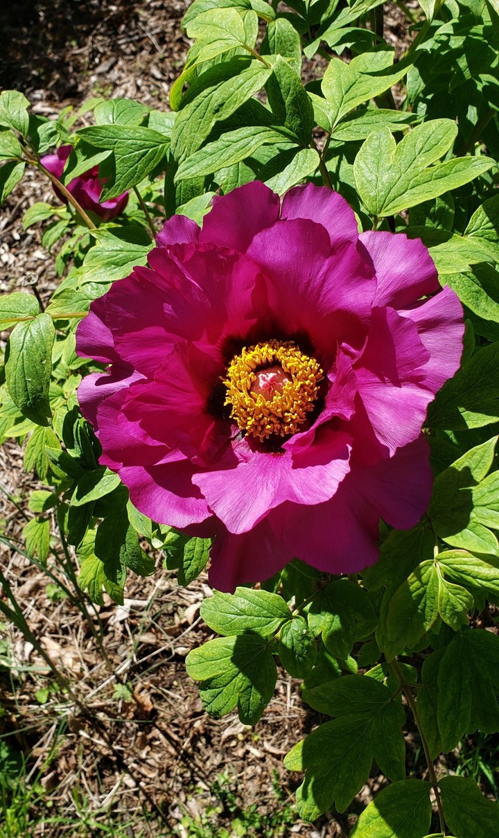Hot Pink Flower