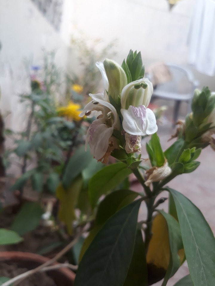Flowers like an open mouth