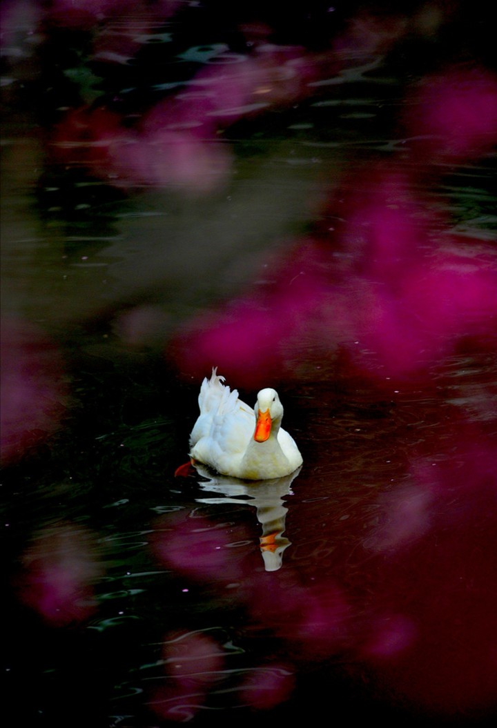 duck