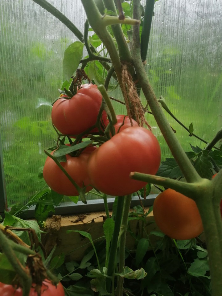 tomatoes