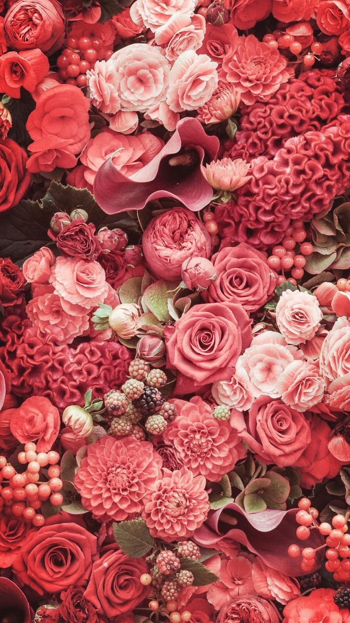 pink roses