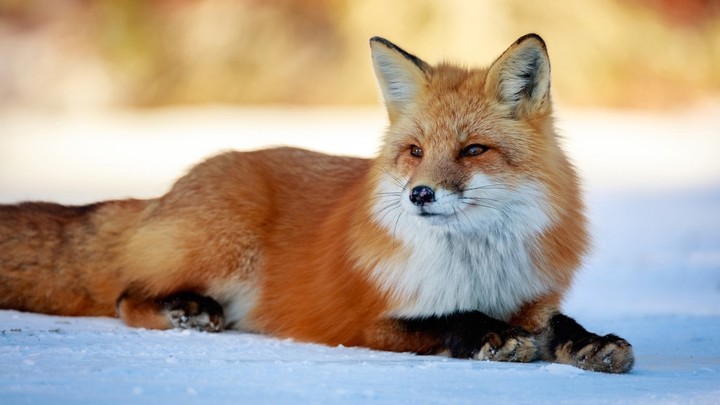 fox