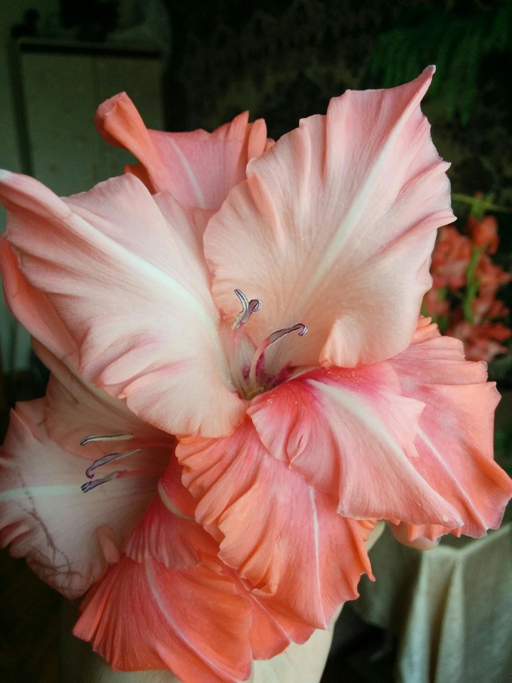 amaryllis