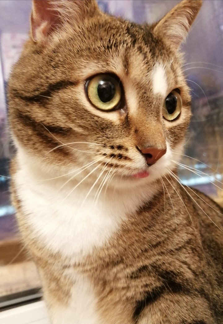 котик