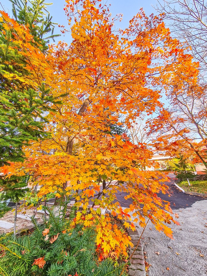 Autumn